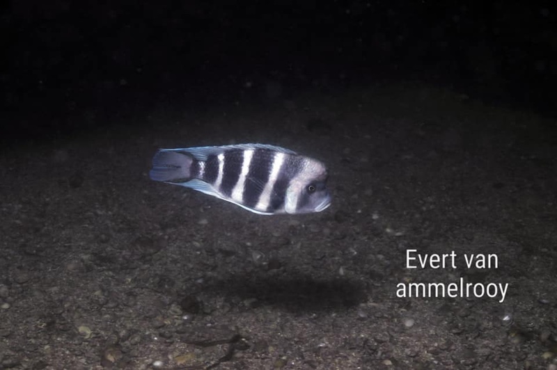 Cyphotilapia gibberosa 'Sumbu NP'